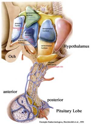 Hypothalamus And Thalamus. Thalamus Hypothalamus